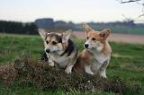 CORGI PEMBROKE 1393